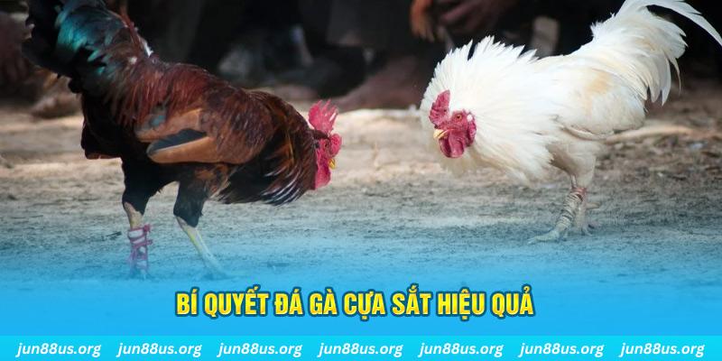 luck8333 đá gà cựa dao