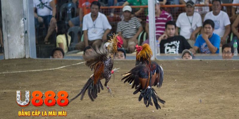 luck8333 đăng nhập mậu binh online