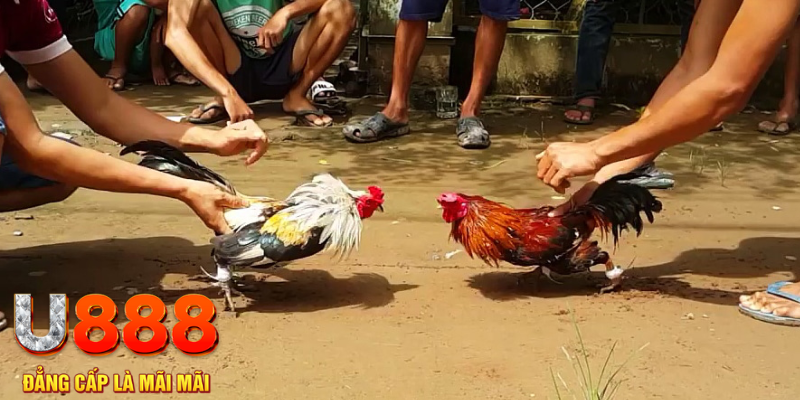 luck8333 đăng nhập mậu binh rút tiền nhanh